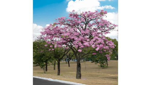 Tabulla Tree Tabebuia Tree – Razat Royal Farm